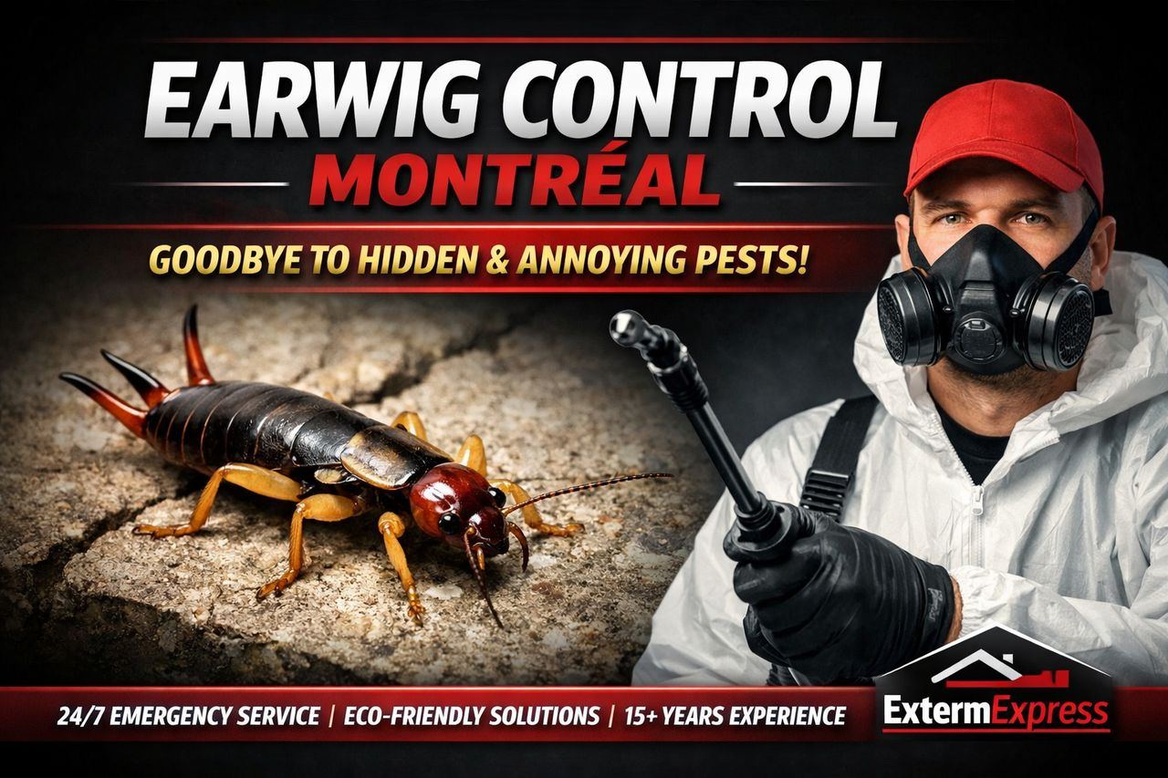 Earwig Control Montreal: Say Goodbye to These Discreet and Annoying Pests