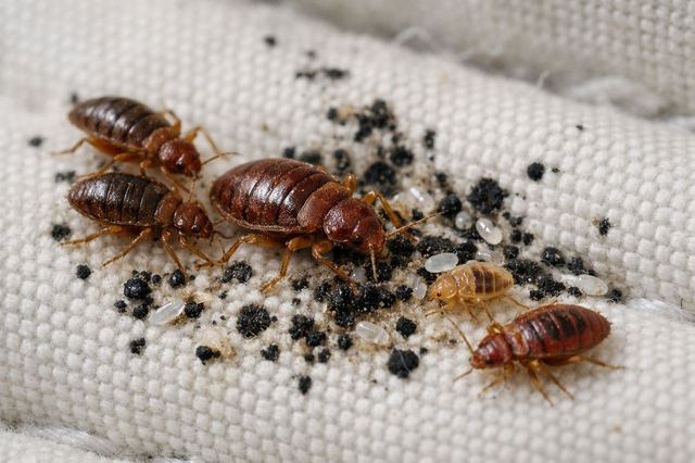 Bed bugs